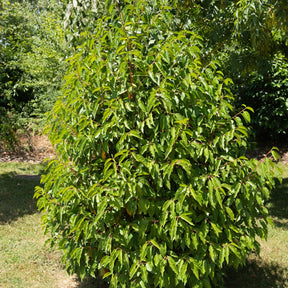 Portugiesischer Kirschlorbeer - Willemse