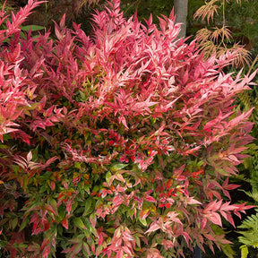 Immergrüne Pflanzen - Himmelsbambus ‘Gulf Stream’ - Nandina domestica Gulf Stream
