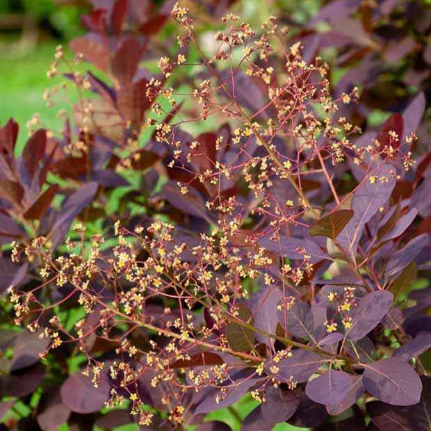 Perückenstrauch - Cotinus coggygria - Willemse