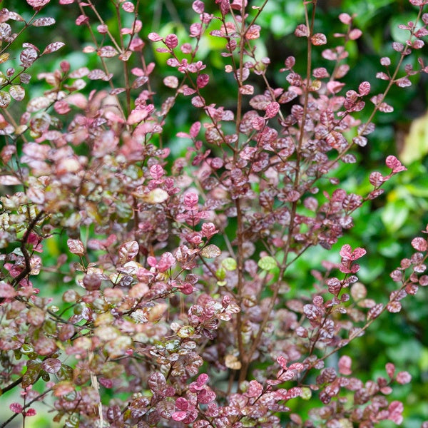 Lophomyrtus Purpurea Nana - Willemse
