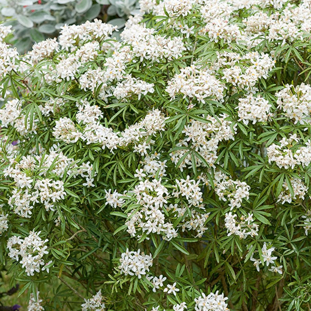 Orangenblume White Dazzler ® - Willemse