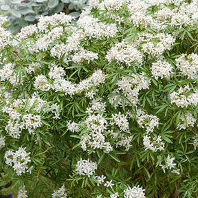 Orangenblume White Dazzler ® - Willemse