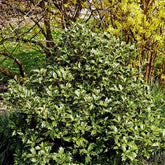 Osmanthus - Willemse
