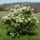 Viburnum carlesii - Koreanischer Duftschneeball - Viburnum