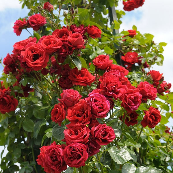 Rose Sympathie® - Willemse
