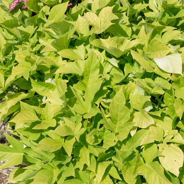 Zier-Süßkartoffel 'Sweet Caroline Green' (x3) - Ipomoea batatas 'sweet caroline green' - Willemse