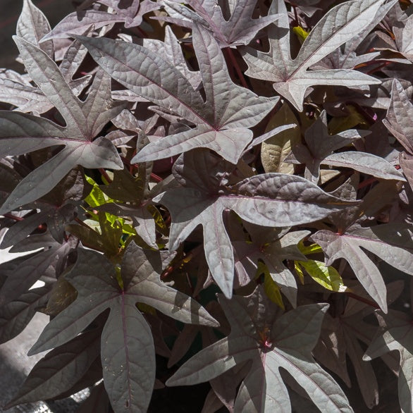 Zier-Süßkartoffel 'Sweet Caroline Purple' (x3) - Ipomoea batatas 'sweet caroline purple' - Willemse