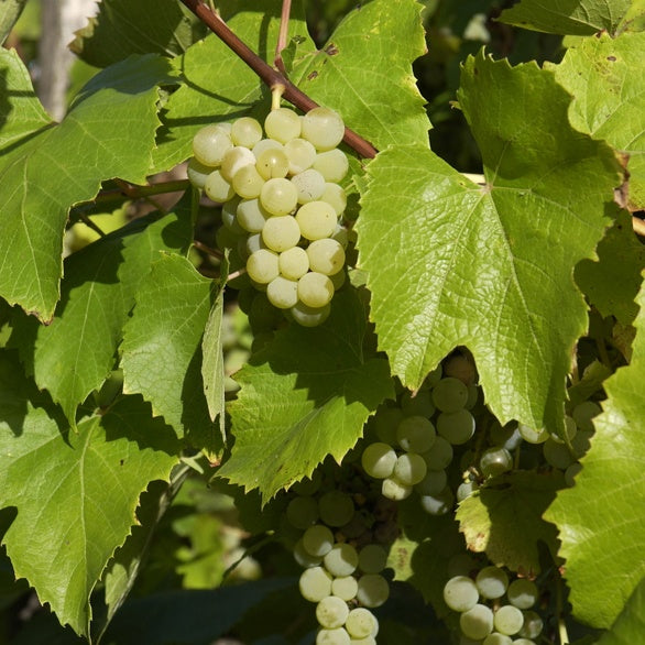 Weisse Traube Bianca - Willemse