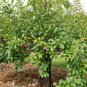 Pflaumenbaum Stanley - Prunus domestica 'stanley' - Willemse