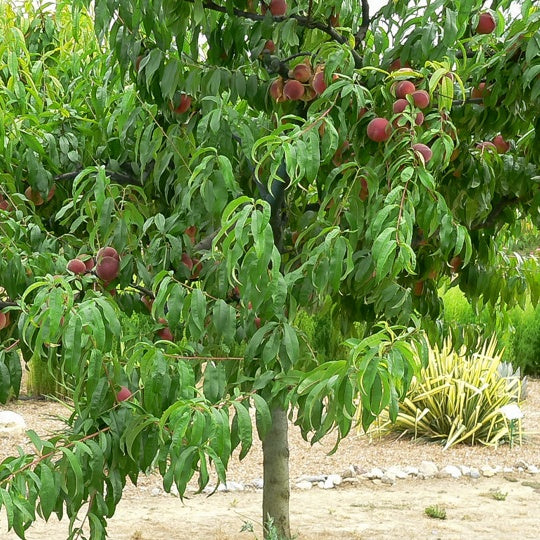 Pfirsich Dixi Red - Prunus persica 'dixi red' - Willemse
