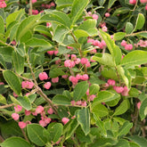 Pfaffenhütchen - Willemse