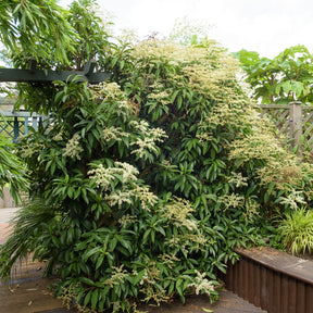 Kletter-Hortensie (Pileostegia) - Willemse