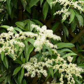 Kletter-Hortensie (Pileostegia) - Pileostegia viburnoides - Willemse