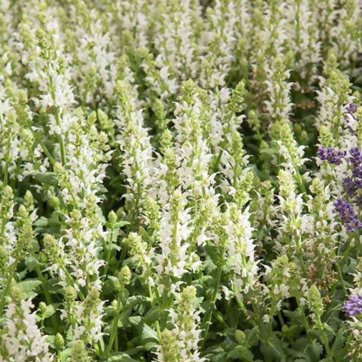 Steppen-Salbei 'Sensation White' - Willemse