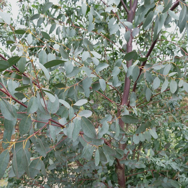 Eukalyptus - Willemse