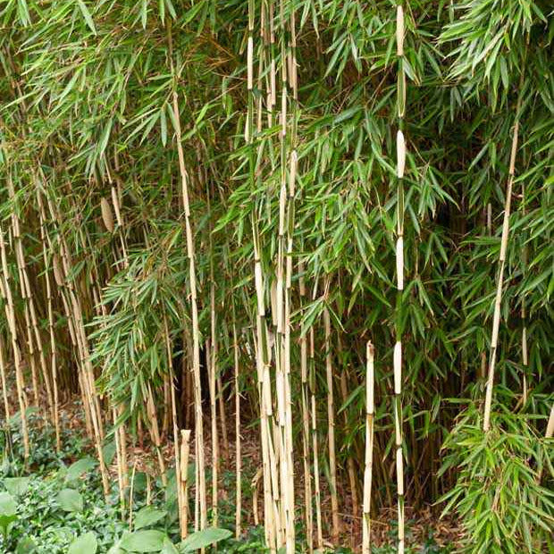 Bambus Fargesia 'Pingwu' - Willemse