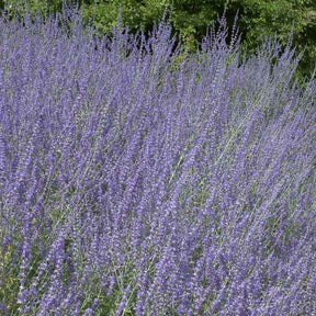 Kleine Blauraute Little Spire ® - Perovskia atriplicifolia Little Spire - Willemse