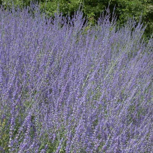 Kleine Blauraute Little Spire ® - Perovskia atriplicifolia Little Spire - Willemse