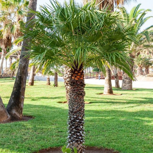 Priesterpalme - Washingtonia filifera - Willemse