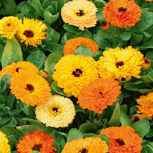 Doppelte Ringelblumen Mischungen - Willemse