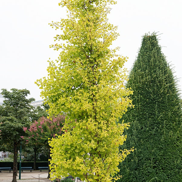 Ginkgo biloba 'Blagon' - Willemse