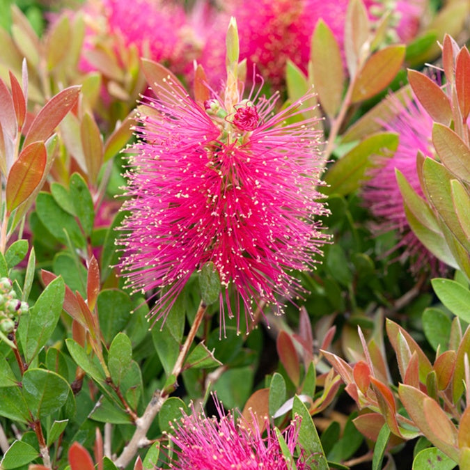 Zylinderputzer 'Hot Pink' - Willemse