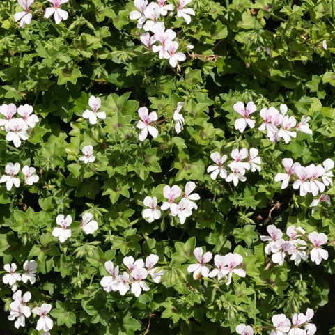 Hänge-Geranie weiß - Pelargonium peltatum - Willemse