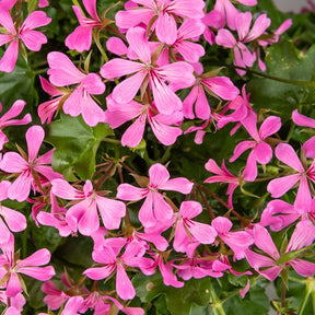 Hängegeranie rosa - Pelargonium peltatum - Willemse