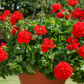 Beetgeranien (rot, weiß, Dark Lilac) (x6) - Pelargonium zonale - Willemse