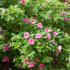 Kartoffelrose ‘Rubra’ - Willemse