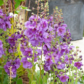 Königskerze Sugar Plum - Willemse
