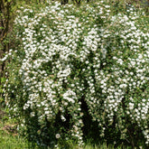Spiraea - Vanhouttes Spiere - Spiraea vanhouttei