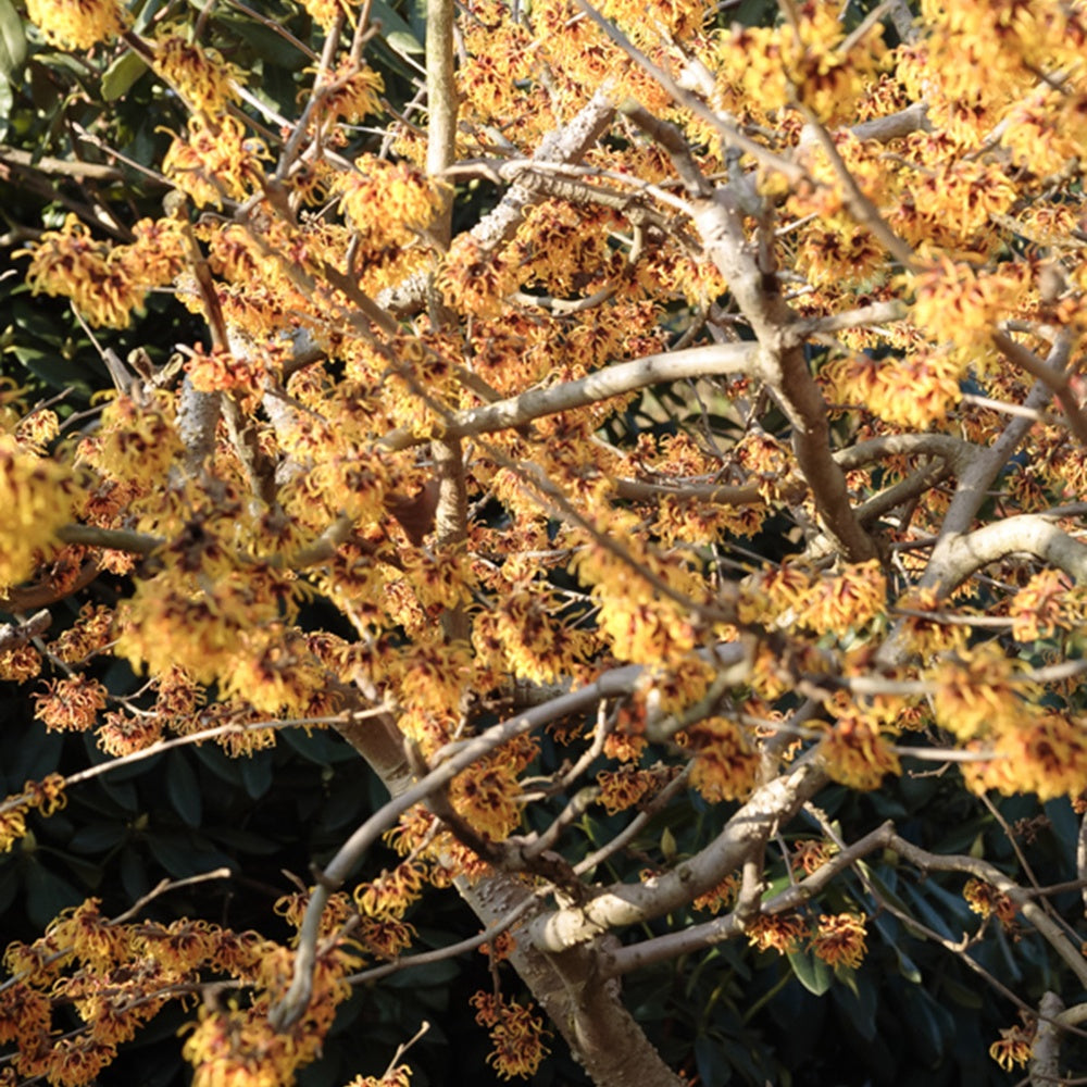 Zaubernuss ‘Orange Beauty’ - Hamamelis intermedia Orange Beauty - Willemse