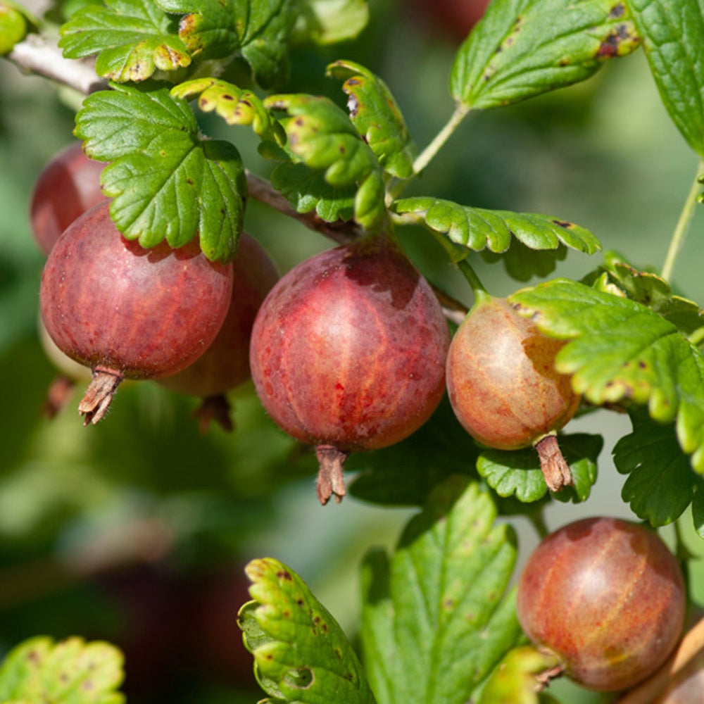 Stachelbeere Captivator - Ribes uva-crispa Captivator - Willemse