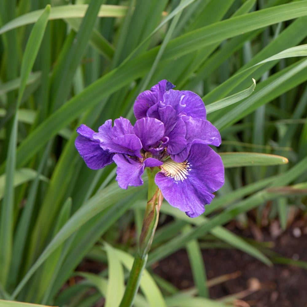 Sibirische Schwertlilie ‘Kaboom’ - Willemse