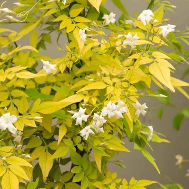 Echter Jasmin 'Fiona Sunrise' - Willemse