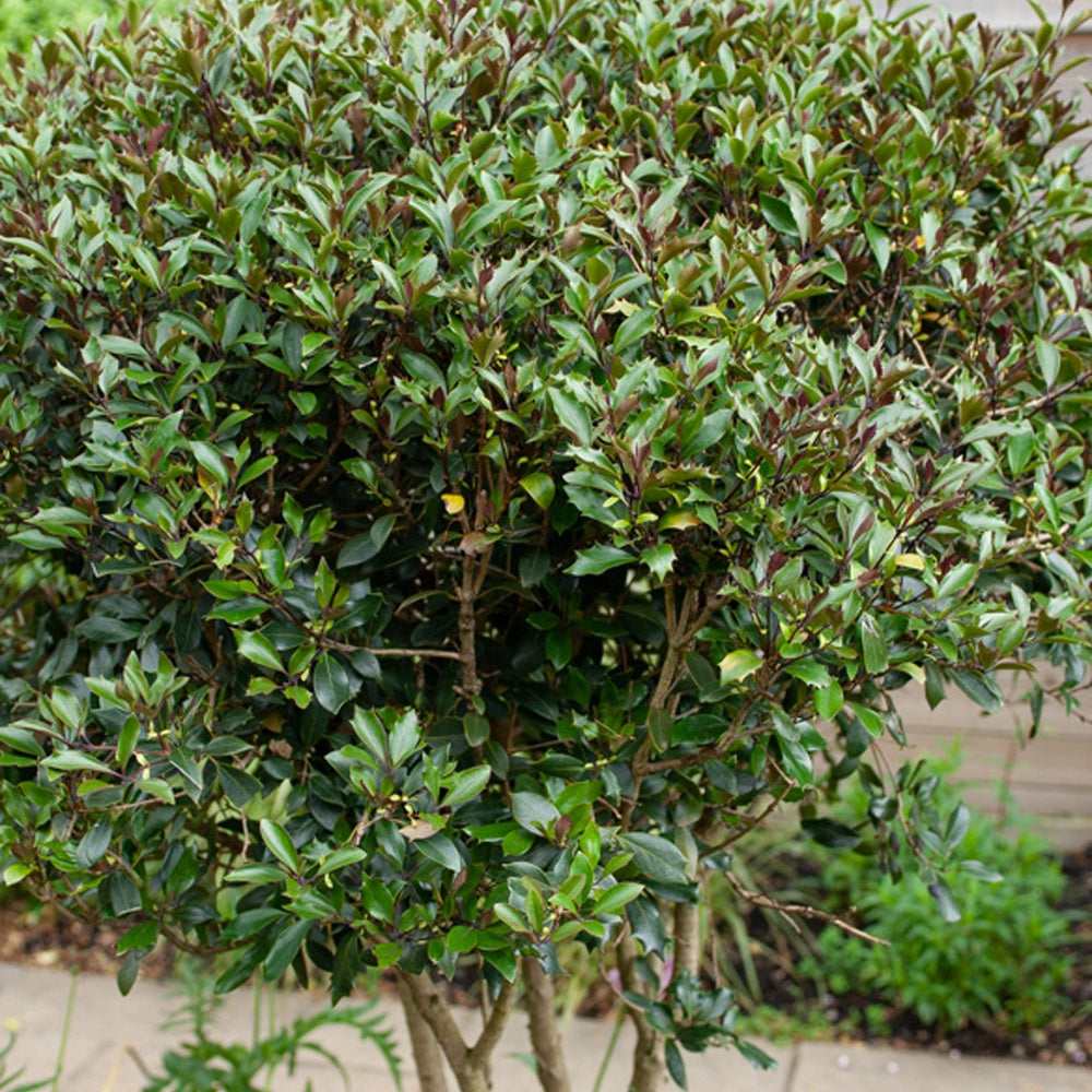 Osmanthus ‘Purpureus’ - Osmanthus heterophyllus Purpureus - Willemse