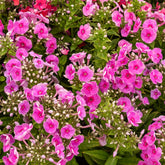 Flammenblume ‘Bambini® Desire’ - Willemse
