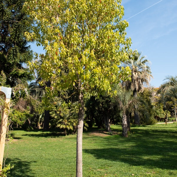 Kampferbaum - Cinnamomum camphora - Willemse