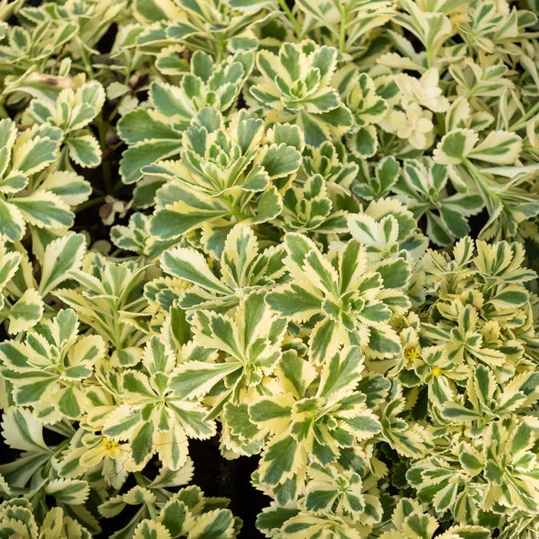 Sedum Atlantis - Willemse