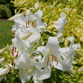 Orientlilie 'Casa Blanca' (x3) - Willemse