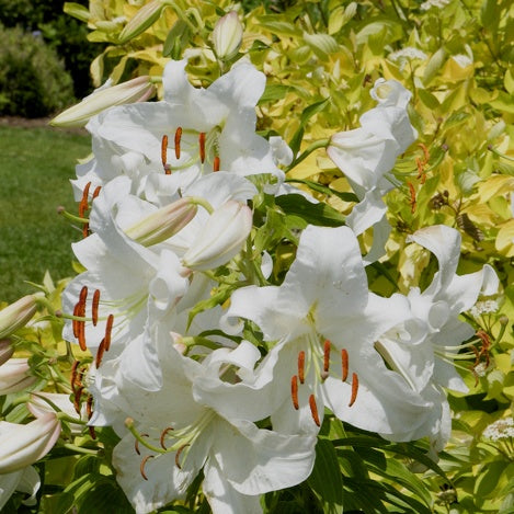 Orientlilie 'Casa Blanca' (x3) - Willemse