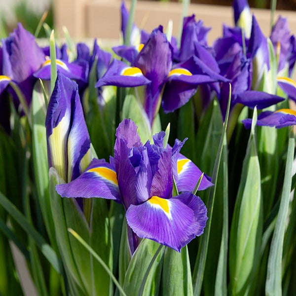 Holländische Schwertlilien 'Purple Sensation' - Willemse
