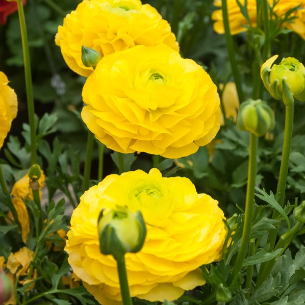 Gelbe Ranunkeln - Ranunculus yellow - Willemse