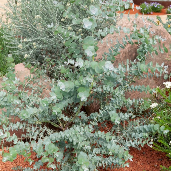 Eucalyptus - Eukalyptus - Eukalyptus Baby Blue - Eucalyptus pulverulenta Baby Blue