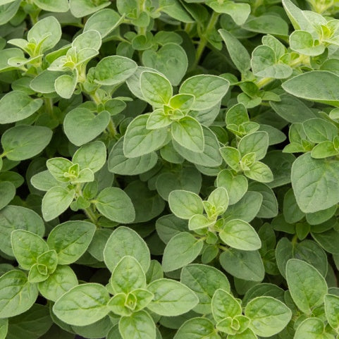Oregano - Willemse