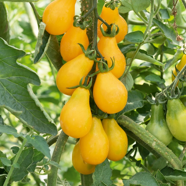 Cherrytomate ‘Yellow Pear’ Pflanzen (x3) - Willemse