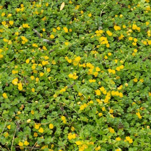 Pfennigkraut - Willemse