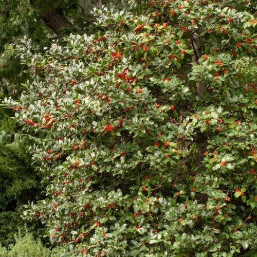 Stechpalme - Ilex aquifolium - Willemse