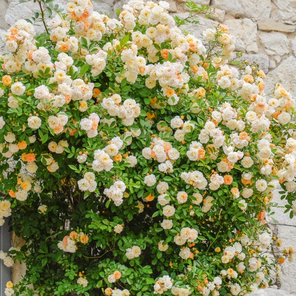 Rose ‘Ghislaine de Féligonde’ - Rosa Ghislaine de Féligonde - Willemse